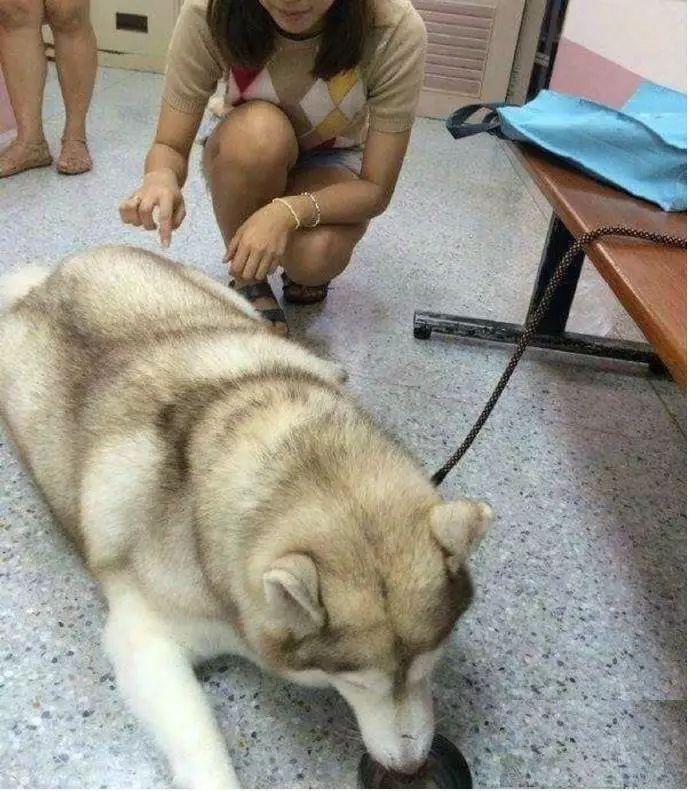 柯基犬六个月体型变化深度解析