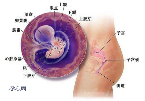 胎儿4个月，成长与发育的奇妙旅程