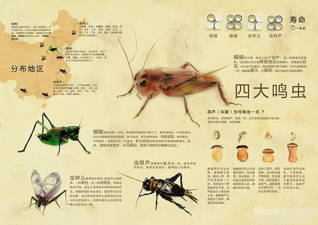 广东省昆虫研究所与蜂蜜研究，甜蜜链接背后的科学故事