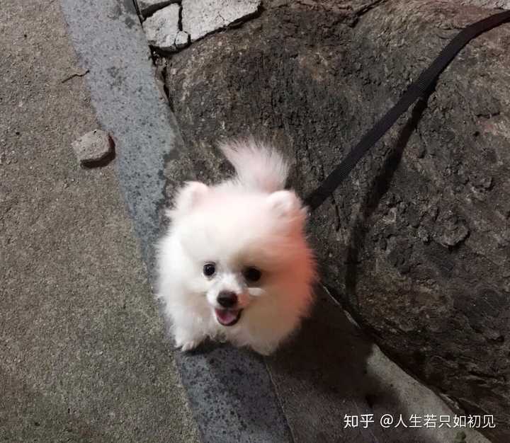 博美尴尬期解析，博美犬的成长阶段与尴尬期探讨